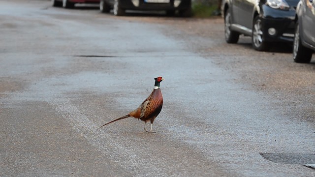 Ring-necked Pheasant - ML201734081