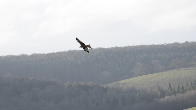 Red Kite (Red) - ML201734091