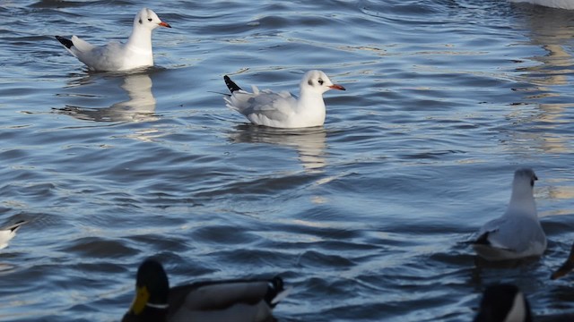 Gaviota Reidora - ML201734101