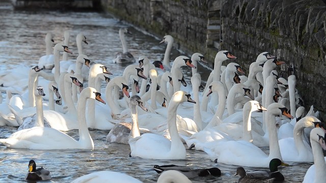 Cygne tuberculé - ML201734111