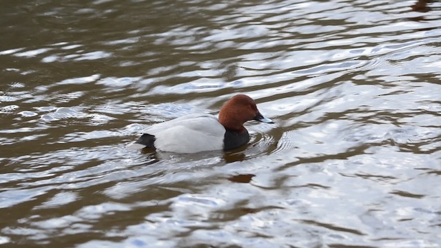 Common Pochard - ML201734151