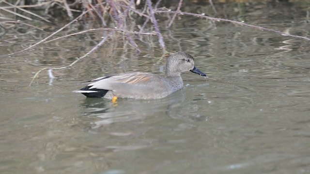 Canard chipeau (strepera) - ML201734261