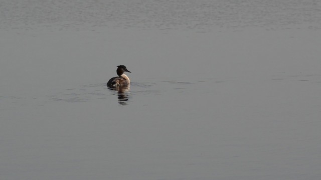 Great Crested Grebe - ML201734291