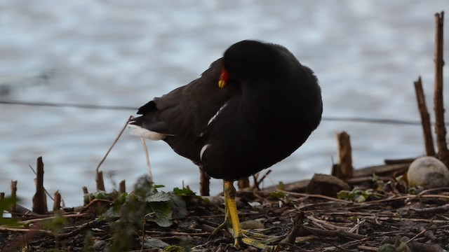 Eurasian Moorhen - ML201734321