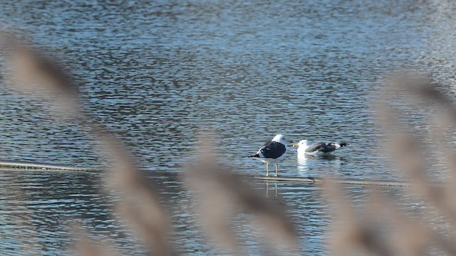 Goéland brun (graellsii) - ML201734361