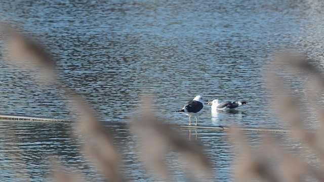 Gaviota Sombría (graellsii) - ML201734361