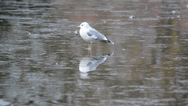 racek bouřní (ssp. canus) - ML201734371