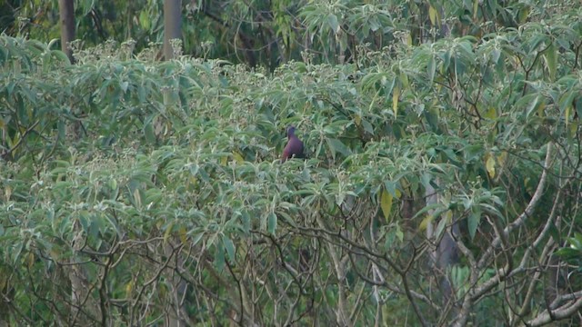 Pigeon rousset - ML201734391