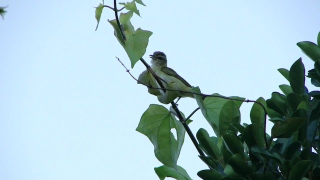 Vireo Chiví (chivi/diversus) - ML201734451