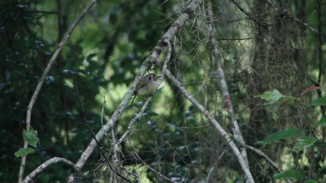 Eared Pygmy-Tyrant - ML201734481