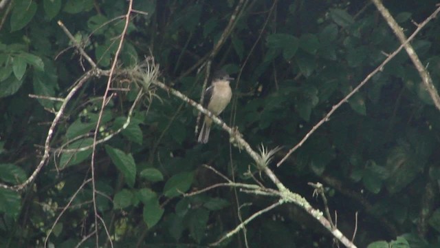 Crested Becard - ML201734491