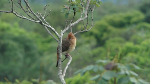 Blue-eyed Ground Dove - ML201734571