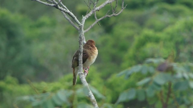 Blue-eyed Ground Dove - ML201734581