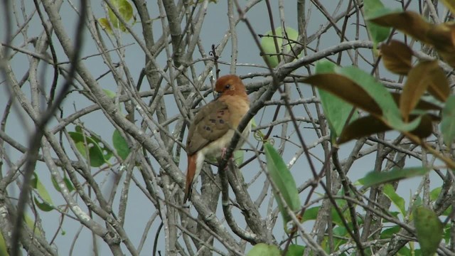 Blue-eyed Ground Dove - ML201734591