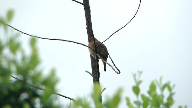 Blue-eyed Ground Dove - ML201734601