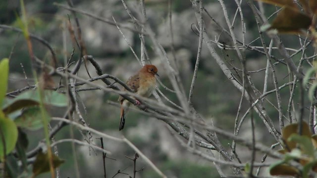 Blue-eyed Ground Dove - ML201734611