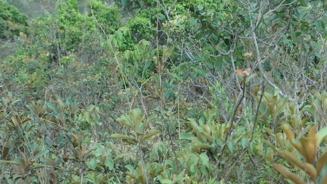 Blue-eyed Ground Dove - ML201734621