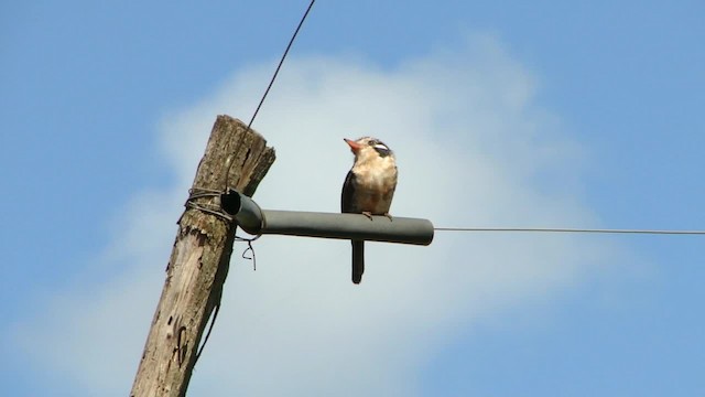 White-eared Puffbird - ML201734661