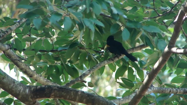 Variable Oriole - ML201734681