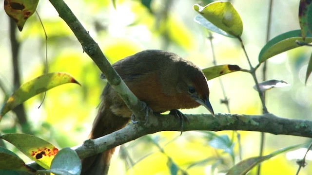 ノドアカアレチカマドドリ - ML201734751