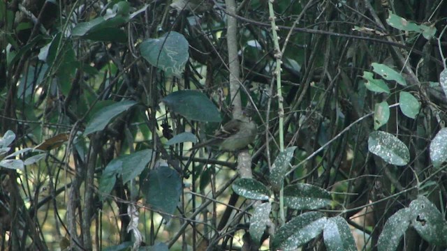 Euler's Flycatcher - ML201734781