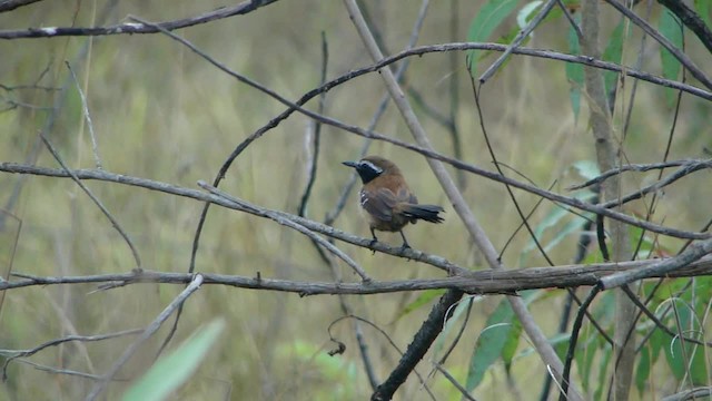 Rusty-backed Antwren - ML201734791