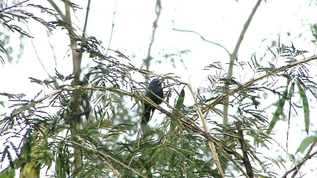 Ultramarine Grosbeak - ML201734811