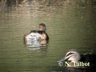 Australasian Grebe - ML201734841