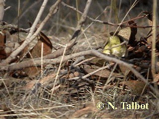 Шиподзьоб жовтогузий - ML201734861