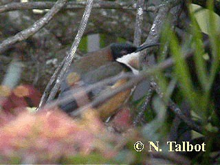 Eastern Spinebill - ML201734881