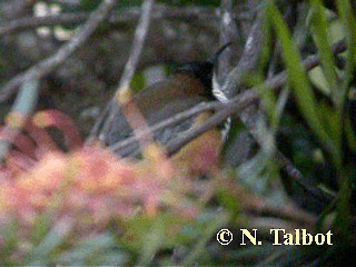 Eastern Spinebill - ML201734891