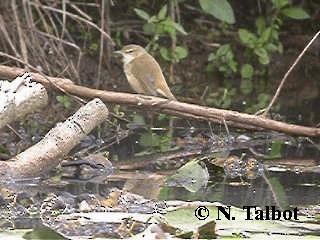 Rousserolle d'Australie - ML201734901