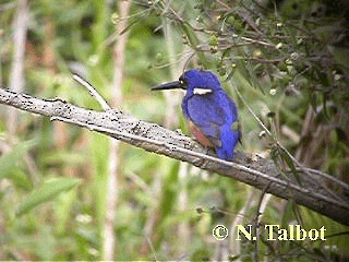 Azure Kingfisher - ML201734911