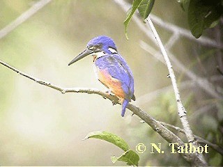 Azure Kingfisher - ML201734921