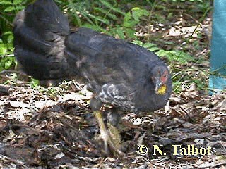 Australian Brushturkey - ML201734931