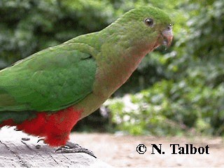 Australian King-Parrot - ML201734971