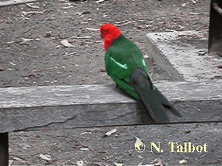 Australian King-Parrot - ML201734991