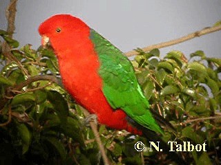 Australian King-Parrot - ML201735001