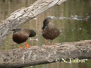 Ahate mokozabal australiarra - ML201735021