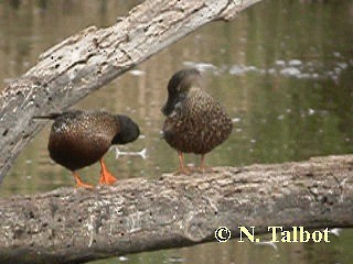 Australasian Shoveler - ML201735021