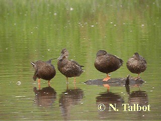 Australasian Shoveler - ML201735031