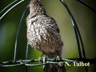 Little Wattlebird - ML201735041