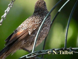 Little Wattlebird - ML201735051