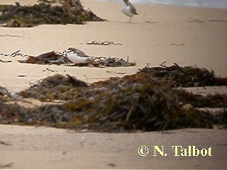 Red-capped Plover - ML201735141