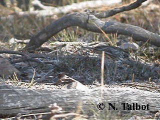 Speckled Warbler - ML201735151