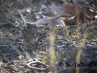 Speckled Warbler - ML201735161