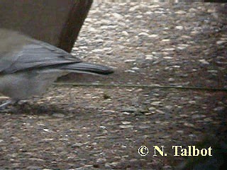 Gray Shrikethrush - ML201735181