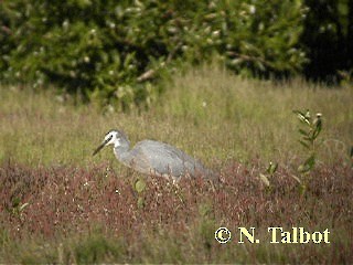 White-faced Heron - ML201735291