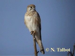 Nankeen Kestrel - ML201735301