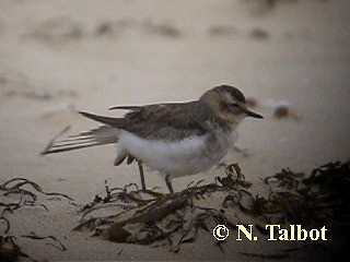 Double-banded Plover - ML201735351